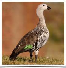 Upland Goose - Attention